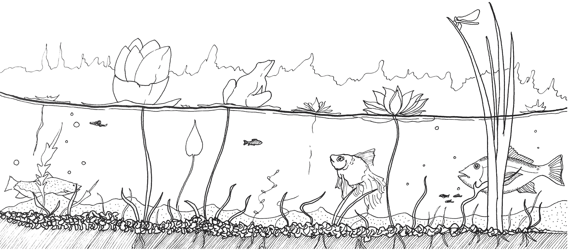 Down the lilypond